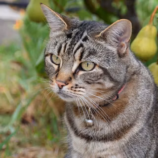 Cats summer wallpaper