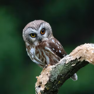 Owl bird wallpaper