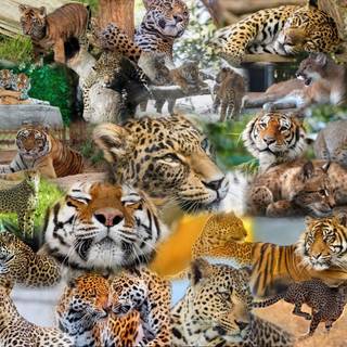 Animal collage wallpaper