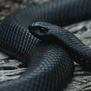 King Cobra iPhone wallpaper