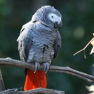 African Grey Parrot wallpaper