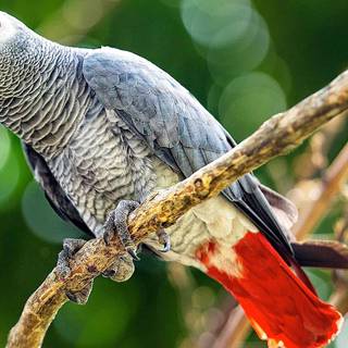 African Grey Parrot wallpaper