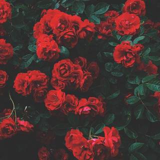 Rose iPhone wallpaper
