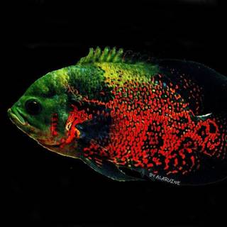 Oscar fish wallpaper