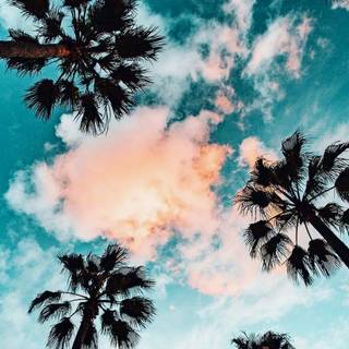 Aesthetic trees wallpaper