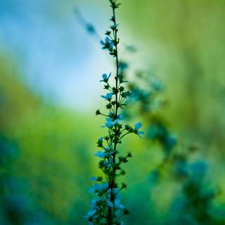 Delicate blue wallpaper