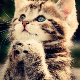 Cat cute mobile wallpaper