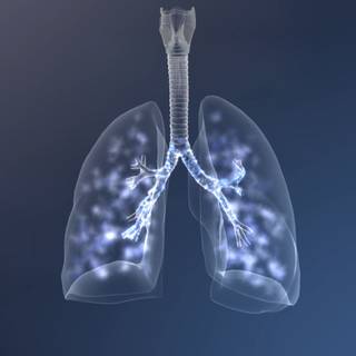 Lungs wallpaper