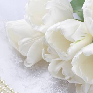 White flower HD wallpaper