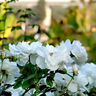 White flower HD wallpaper