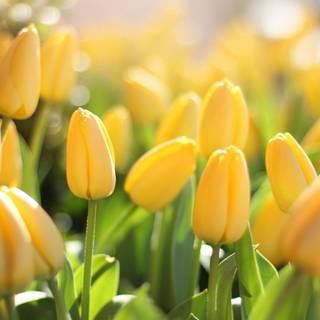 Yellow tulip HD wallpaper