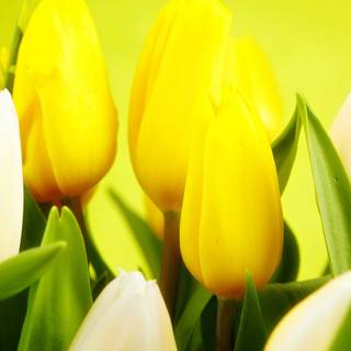 Yellow tulip HD wallpaper