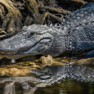 Animal alligator HD wallpaper