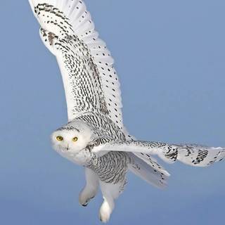 Animal snowy owl HD wallpaper