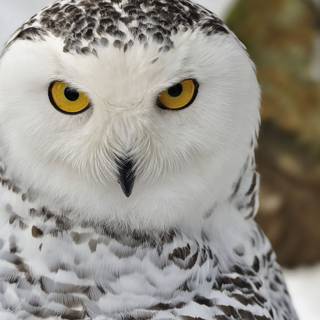Animal snowy owl HD wallpaper