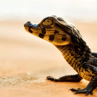 Animal alligator HD wallpaper