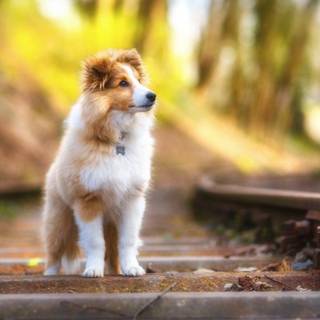 Animal dog HD wallpaper