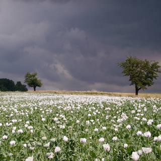 Summer rain wallpaper