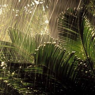 Summer rain wallpaper