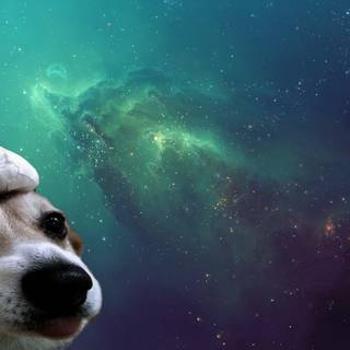 Space dog wallpaper