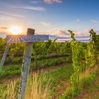 Vineyard field clouds HD wallpaper
