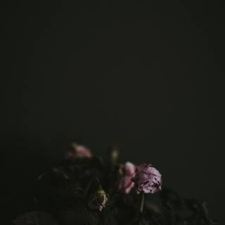 Dead roses wallpaper
