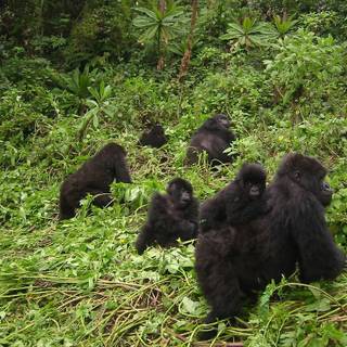 Gorilla troop wallpaper