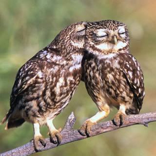 Two owls wallpaper