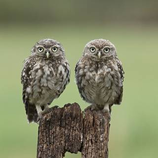 Two owls wallpaper
