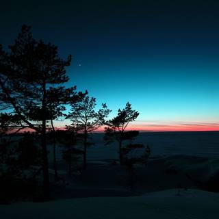 Black tree wallpaper