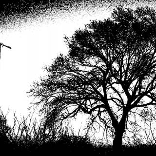 Dying tree wallpaper