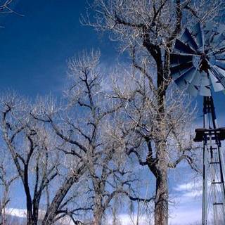 Dying tree wallpaper