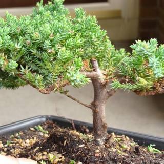 Dying tree wallpaper