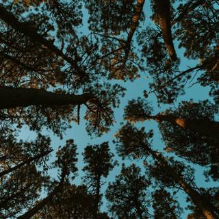 Trees forest bottom view HD wallpaper