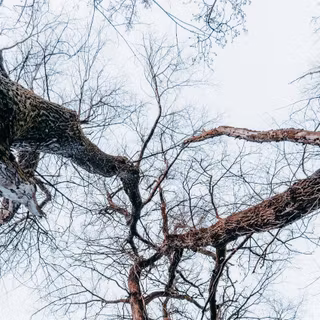 Trees forest bottom view HD wallpaper