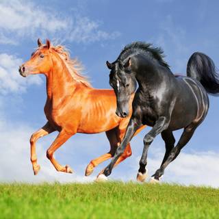 Animal horse HD wallpaper