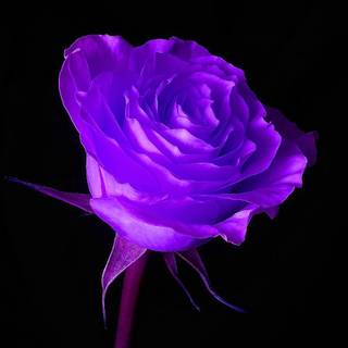 Purple rose HD wallpaper