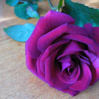 Purple rose HD wallpaper