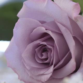 Purple rose HD wallpaper