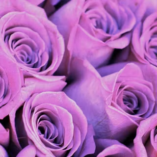 Purple rose HD wallpaper