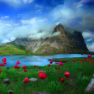 Nature laptop wallpaper