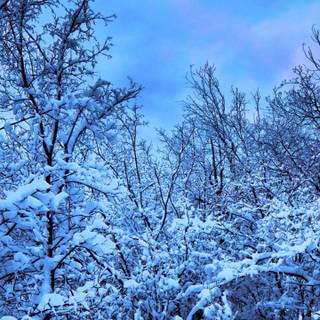 Snow phone wallpaper