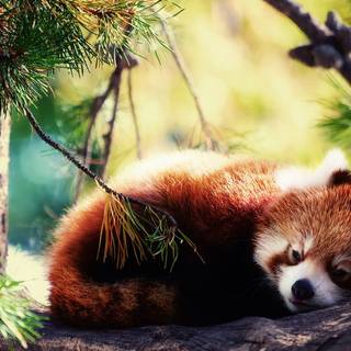 Animal red panda HD wallpaper