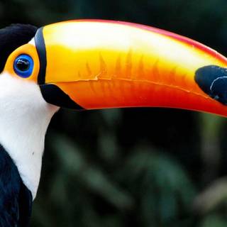 Animal toucan HD wallpaper