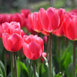 Tulip flower HD wallpaper