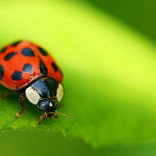 Animal ladybug HD wallpaper