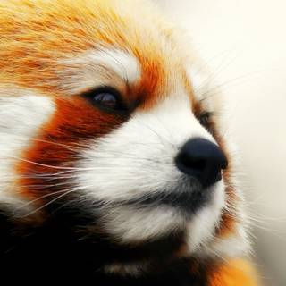 Animal red panda HD wallpaper