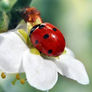 Animal ladybug HD wallpaper