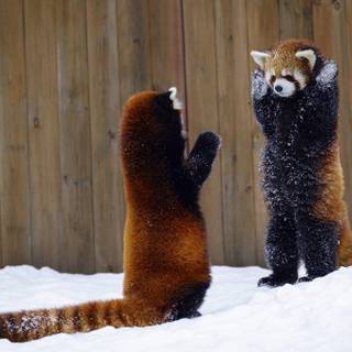 Animal red panda HD wallpaper