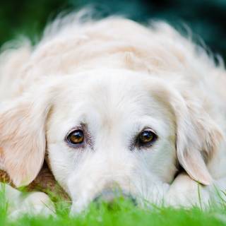 Walter dog wallpaper